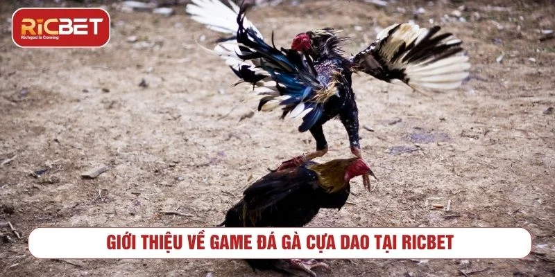 Đá gà cựa dao là trò chơi được yêu thích tại cổng game