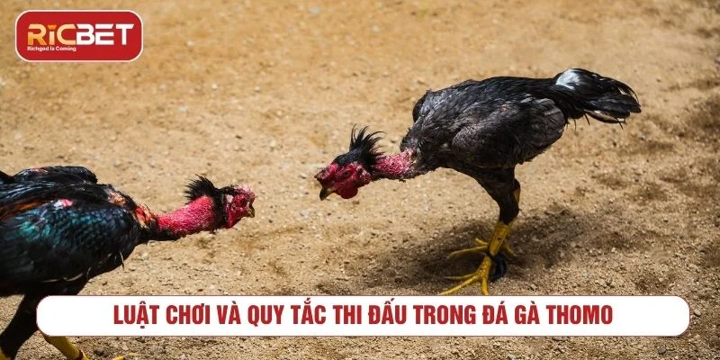 Đá gà Thomo có luật chơi và tiêu chí xác định thắng thua rõ ràng 