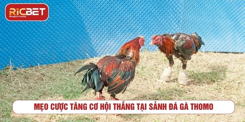 Người chơi mới nên chọn những trận đấu có thông tin rõ ràng 